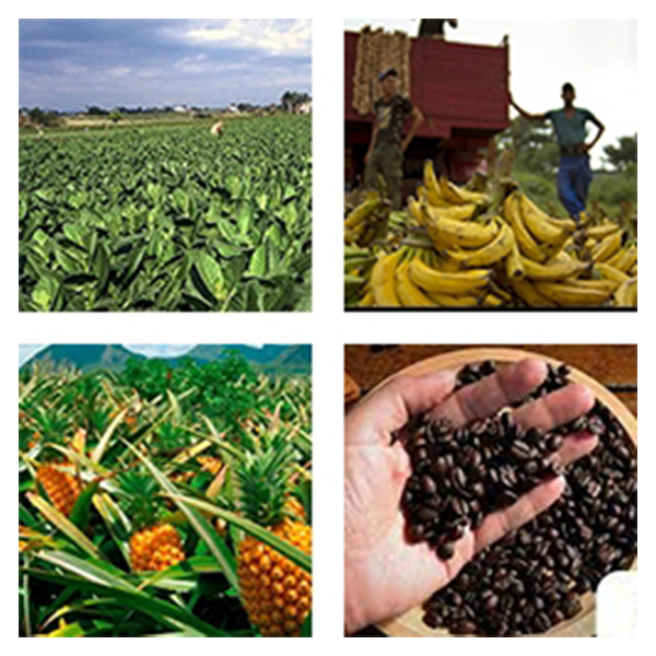 India - Sri Lanka Business and Cultural Council - Top Exports of Sri Lanka